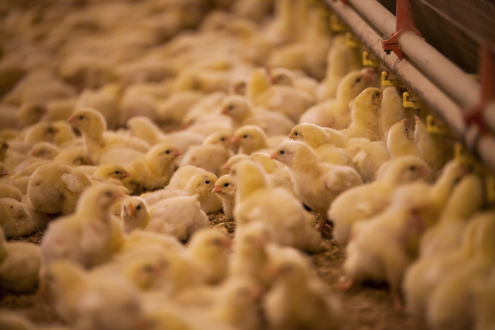 Dozen of chicks in poultry barn.