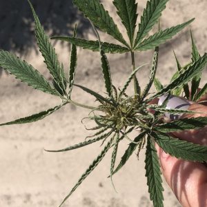 Hemp russet mite damage