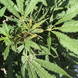 Hemp russet mite damage