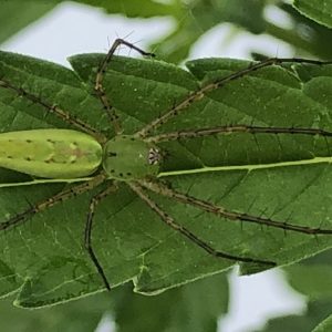 Lynx spider