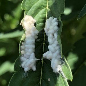Parasitoid eggs