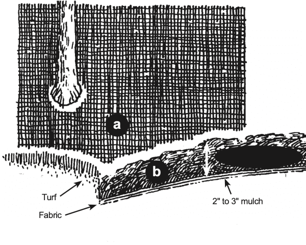 Proper use of (a) mulching cloth and (b) interface of turf and mulch