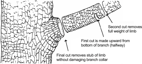 First cut is made upward from bottom of branch (halfway) Second cut removes full weight of limb Final cut removes stub of limb without damaging branch collar