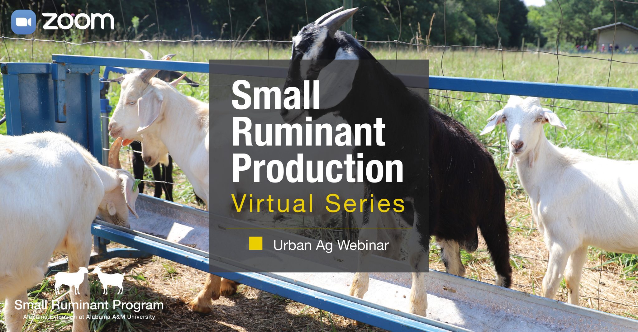 Small Ruminant Production Virtual Series - Urban Agriculture