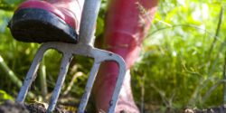 A closeup of a gardener in pink rubber boots with their foot on a pitch fork in the soil.