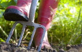 A closeup of a gardener in pink rubber boots with their foot on a pitch fork in the soil.