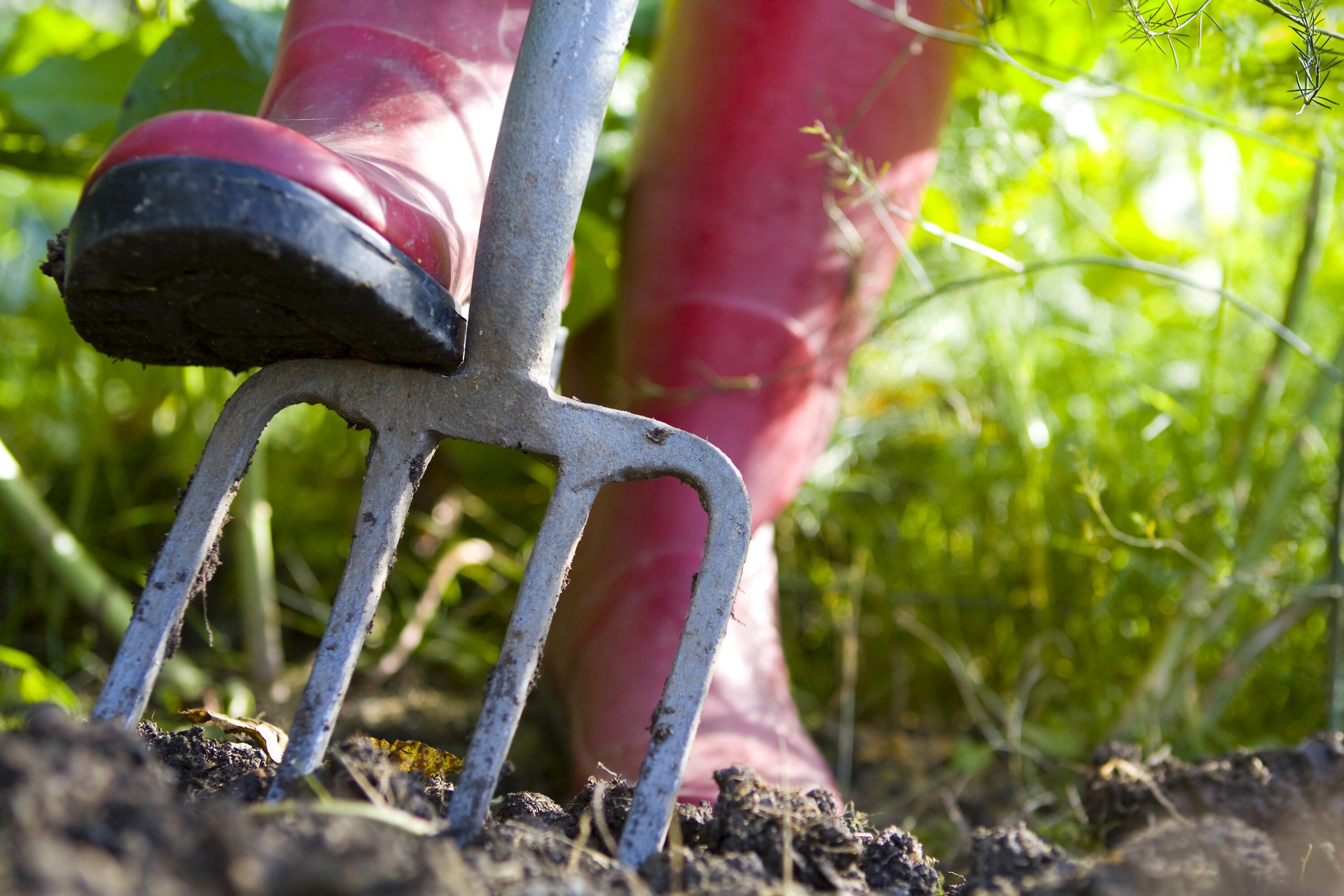 A closeup of a gardener in pink rubber boots with their foot on a pitch fork in the soil.