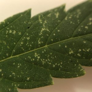 Spider mite damage