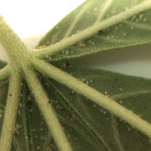 Two-spotted spider mites