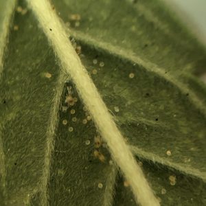 Two-spotted spider mites