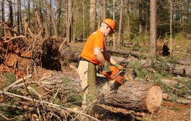 Volunteer Sawing Downed Trees After a Storm