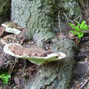 Figure 7. Look carefully for mushrooms and conks. While not always present, they can be fresh and hidden by mulch or leaves or be old and blackened.