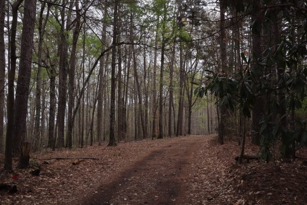 Trail in the forest