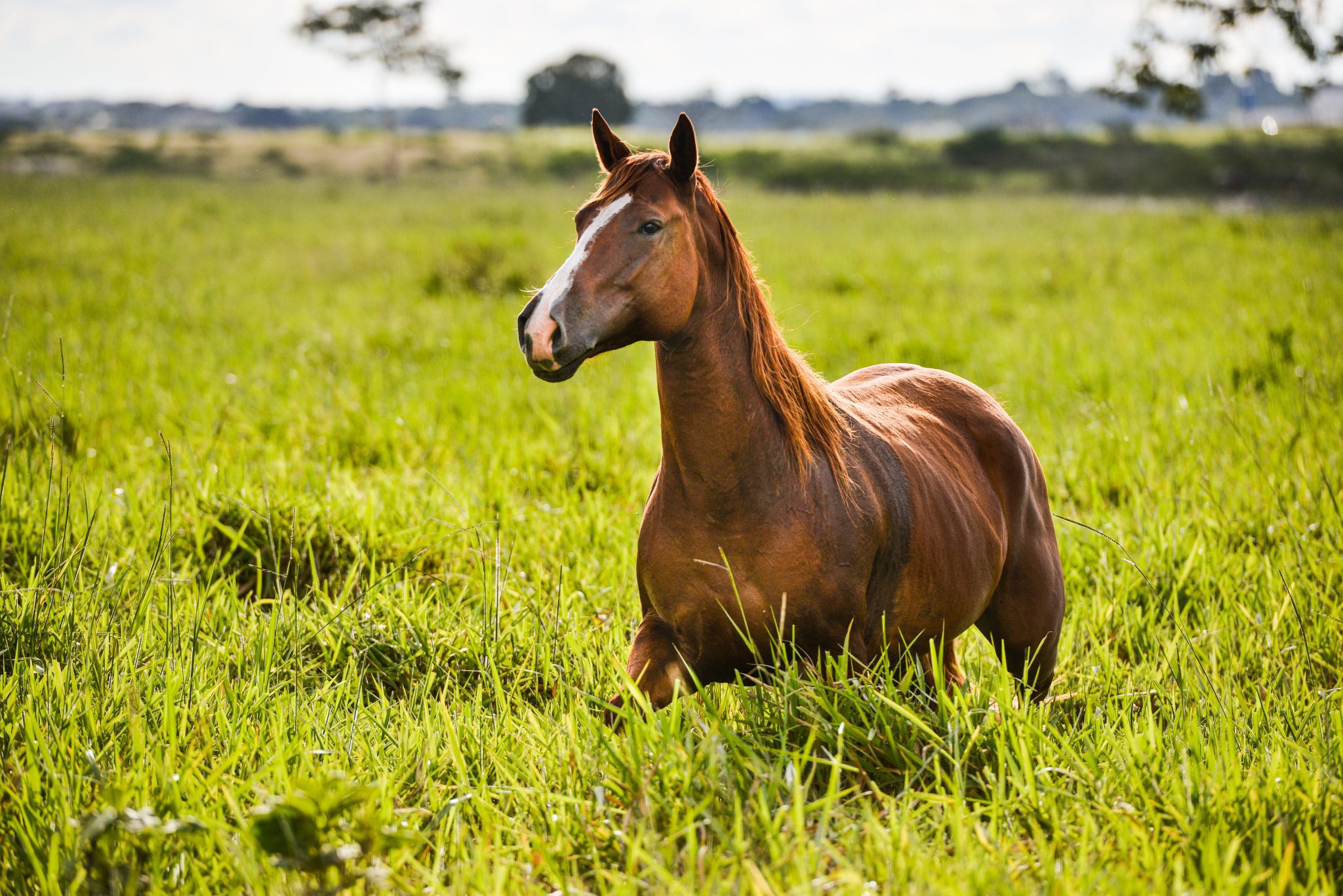 Brown horse in a pasture of a farm