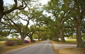 Row of Live Oaks, Spring Hill College, Mobile, Alabama