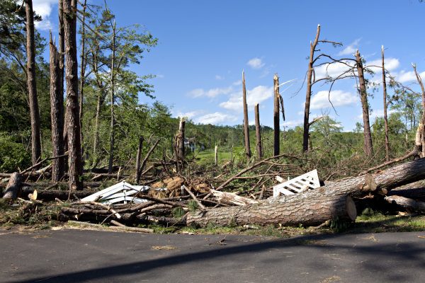 Tornado Damaged trees