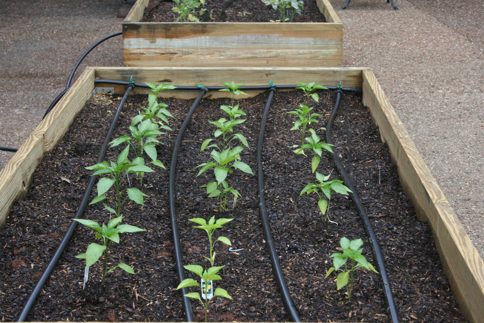 Irrigation in a raised bed