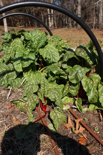 Irrigation in a raised bed