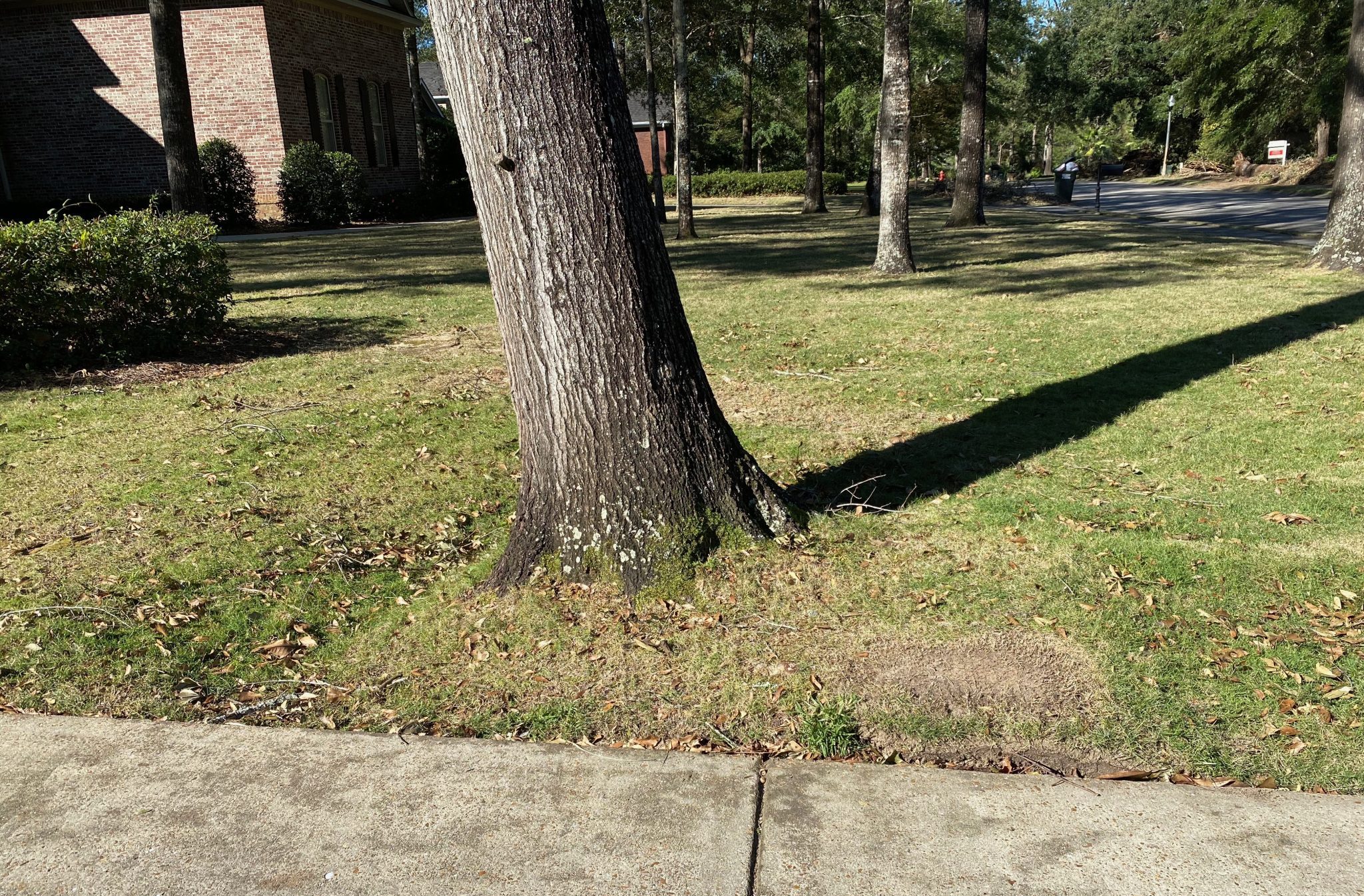 Figure 15. Mounding on the opposite side of a lean and an indentation on the inside of the lean are indicators of leaning trees and action should be taken immediately.