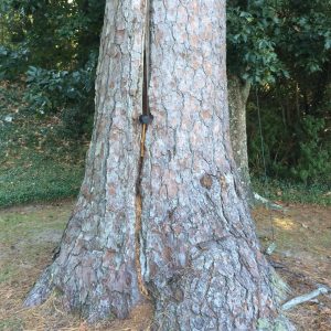 Figure 16. Cracks normally result from storm events, but may also be caused by a flaw in the tree’s structure.