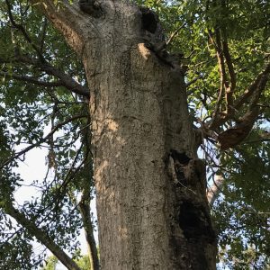 Figure 20. The top of this tree was lost in a previous storm. This leads to extensive decay forming multiple cavities causing branches to be poorly attached.