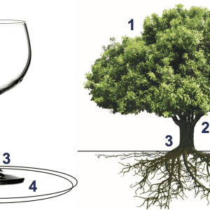 Figure 3. A tree is like a wine glass sitting on a dinner plate. The top of the glass represents (1) leaves and branches, (2) tree stem, and (3) the structural root plate. A dinner plate (4) represents the feeder root system. Modified from Up by Roots, James Urban.
