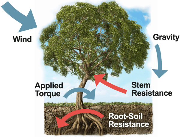 Figure 9. The forces of wind and gravity on tree crowns causes torque to be applied halfway between the crown and the roots. Trees with long spindly trunks are more susceptible to breaking as trunks have smaller diameters when compared to trees with larger lower crowns with torque forces applied closer to the ground.