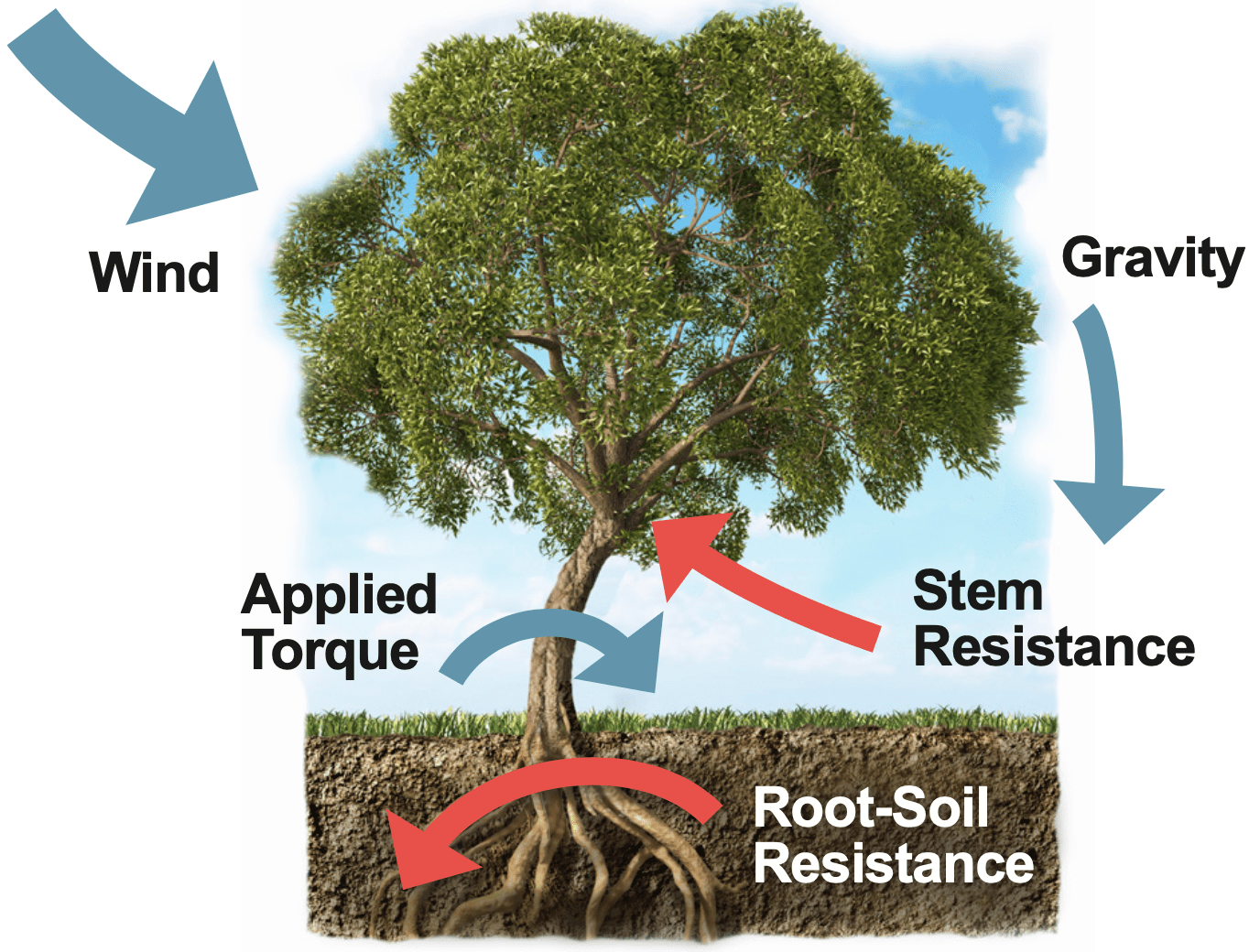 Restoring StormRavaged Trees StepbyStep Guide to Examining Your