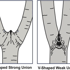 Figure 12. Codominant stems with a “u” shaped union (left) are stronger than “v” shaped unions which often have included bark.