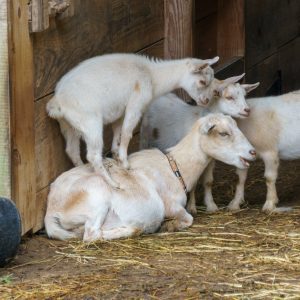 Small white goat standing on top of it's mother in a barn. They are lying down on the hay. A black bucket is overturned nearby.