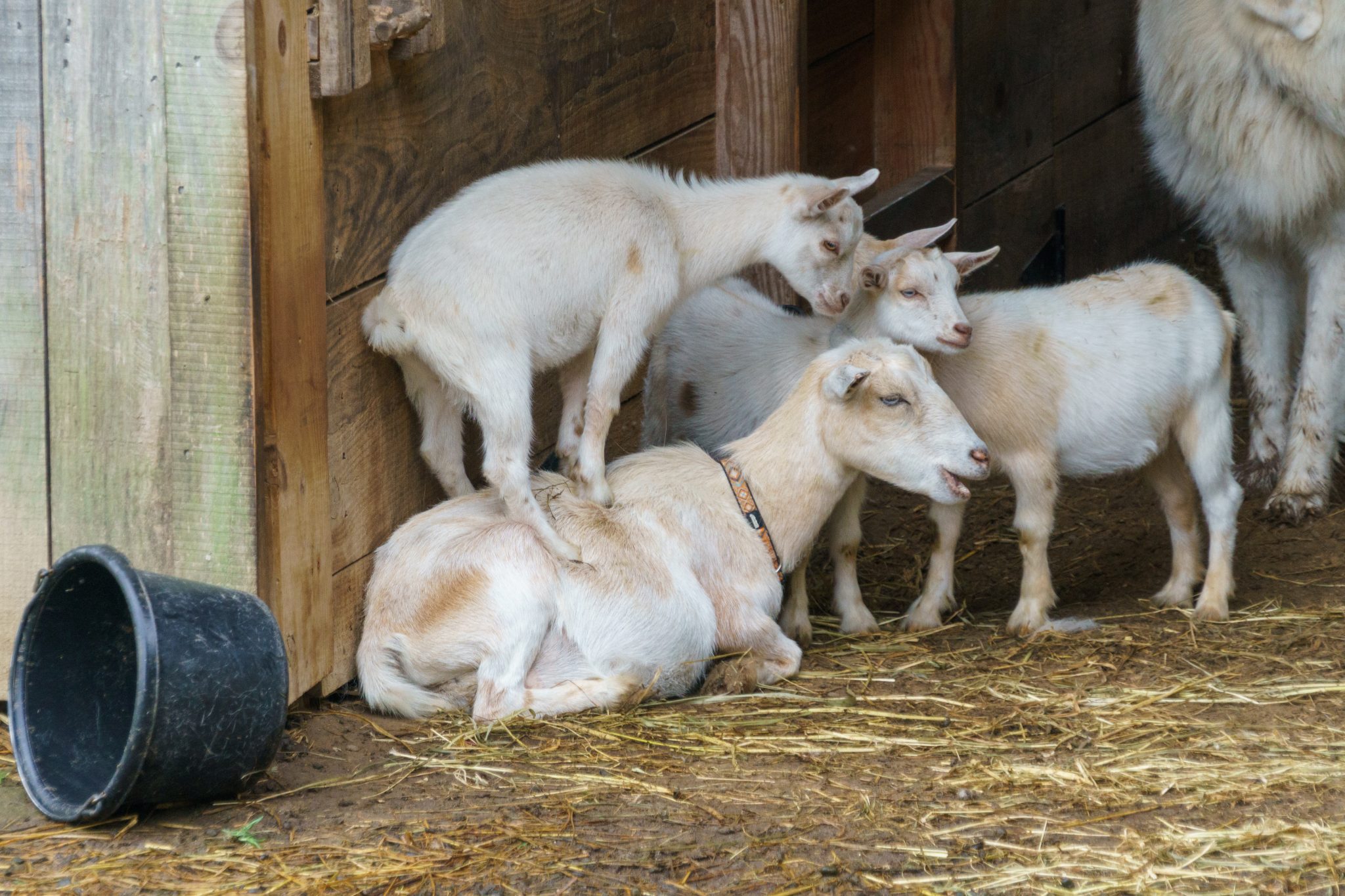 Small white goat standing on top of it's mother in a barn. They are lying down on the hay. A black bucket is overturned nearby.