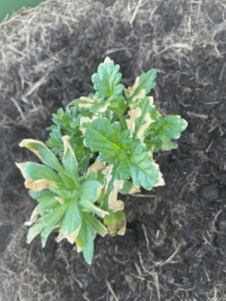 Sulfur dioxide damage on petunia and verbena. Leaves appear scorched and curled at the tips.