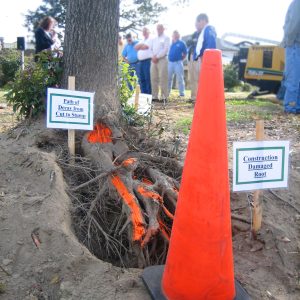 Figure 5. Cut roots provide a pathway for tree disease.