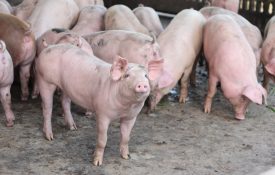 A group of swine (hogs)