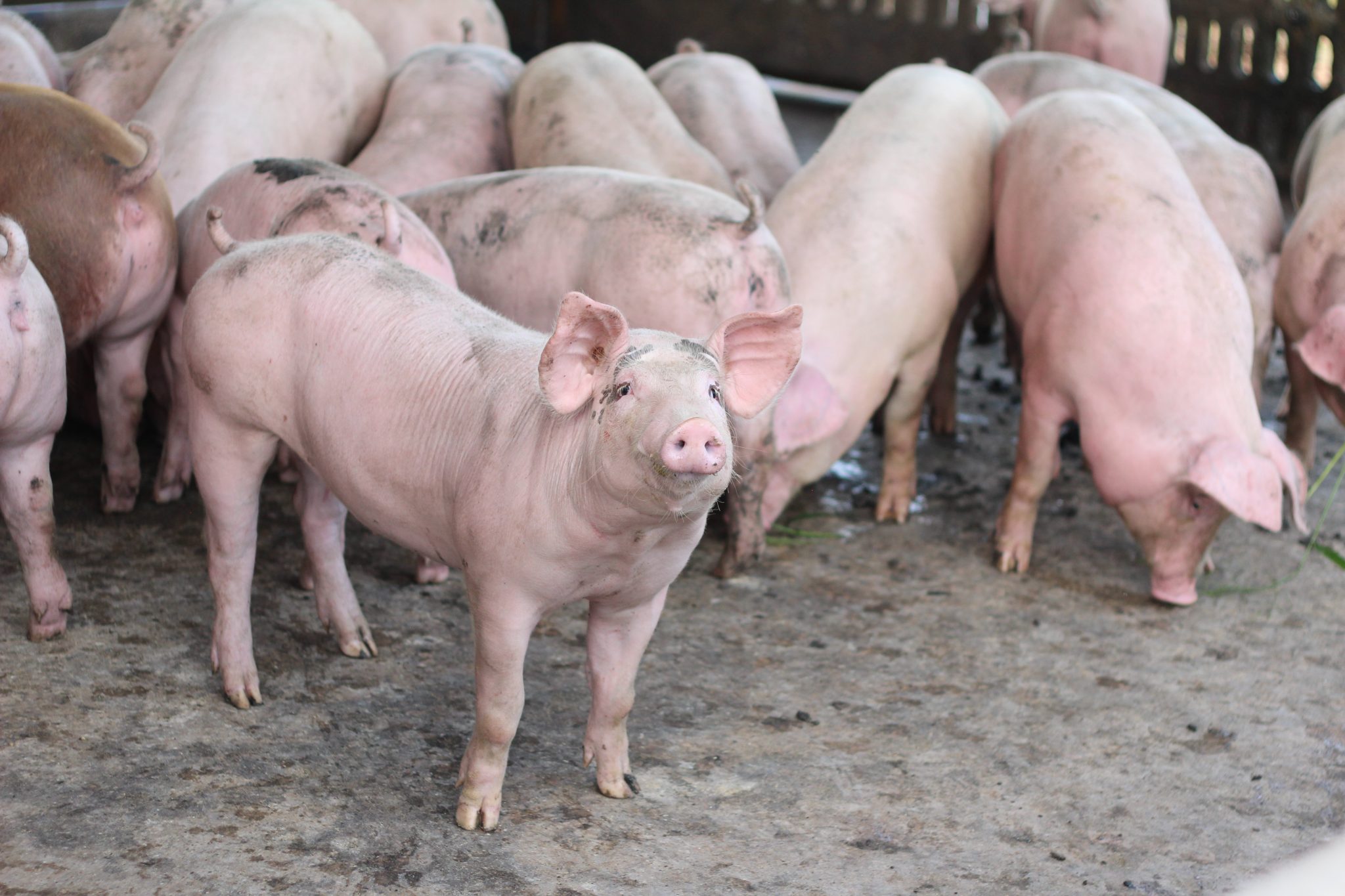 A group of swine (hogs)