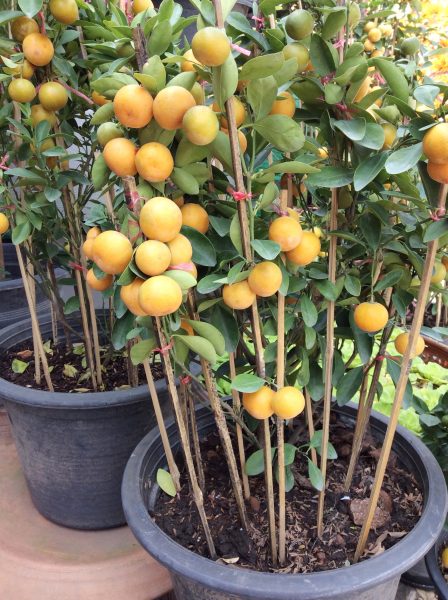 container-grown citrus trees