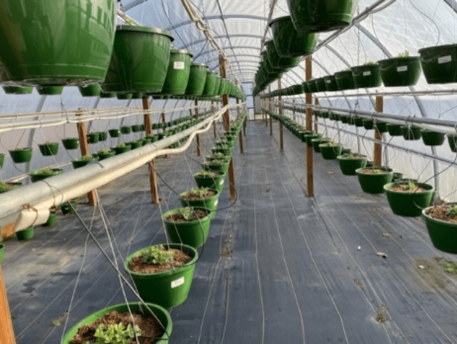 Sulfur Dioxide Damage in the Greenhouse