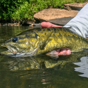 Tallapoosa Bass
