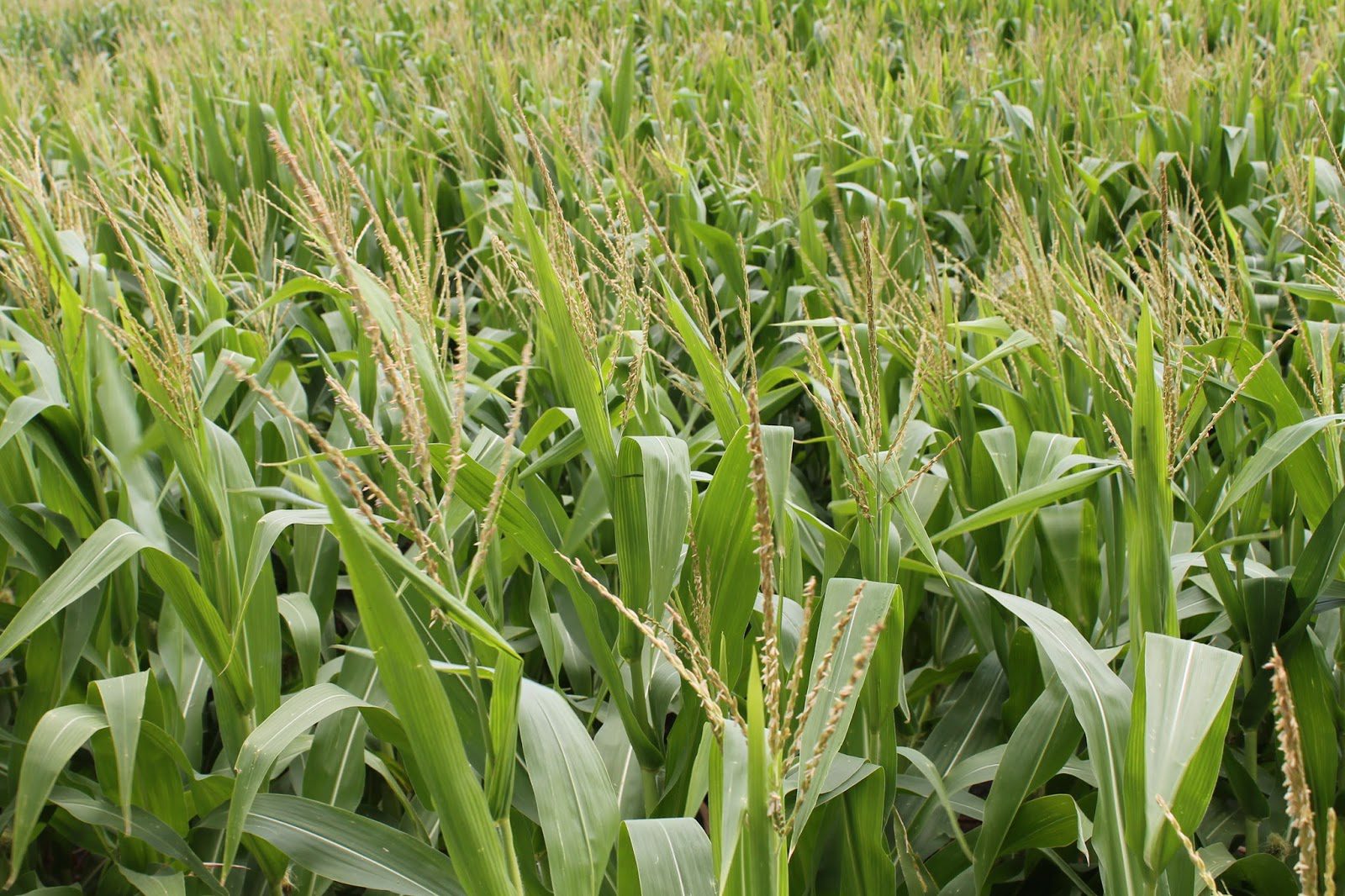 Gå i stykker indgang Hysterisk How a Corn Plant Develops - Alabama Cooperative Extension System