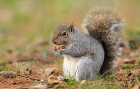 Eastern gray squirrel (Sciurus Carolinensis) eating nut.