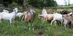 Goats in a pasture