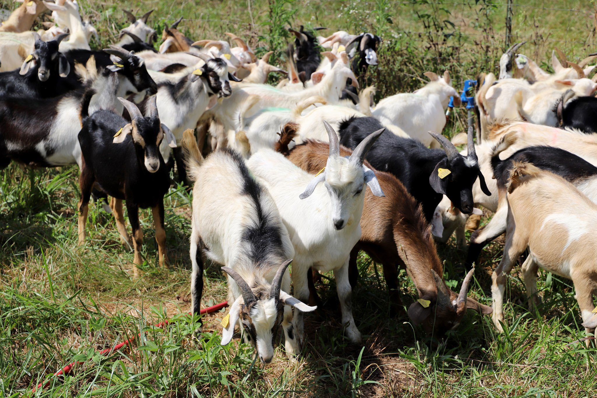 A heard of goats in a pasture.