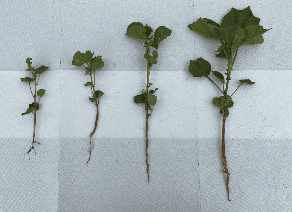 Cotton seedling growth stages