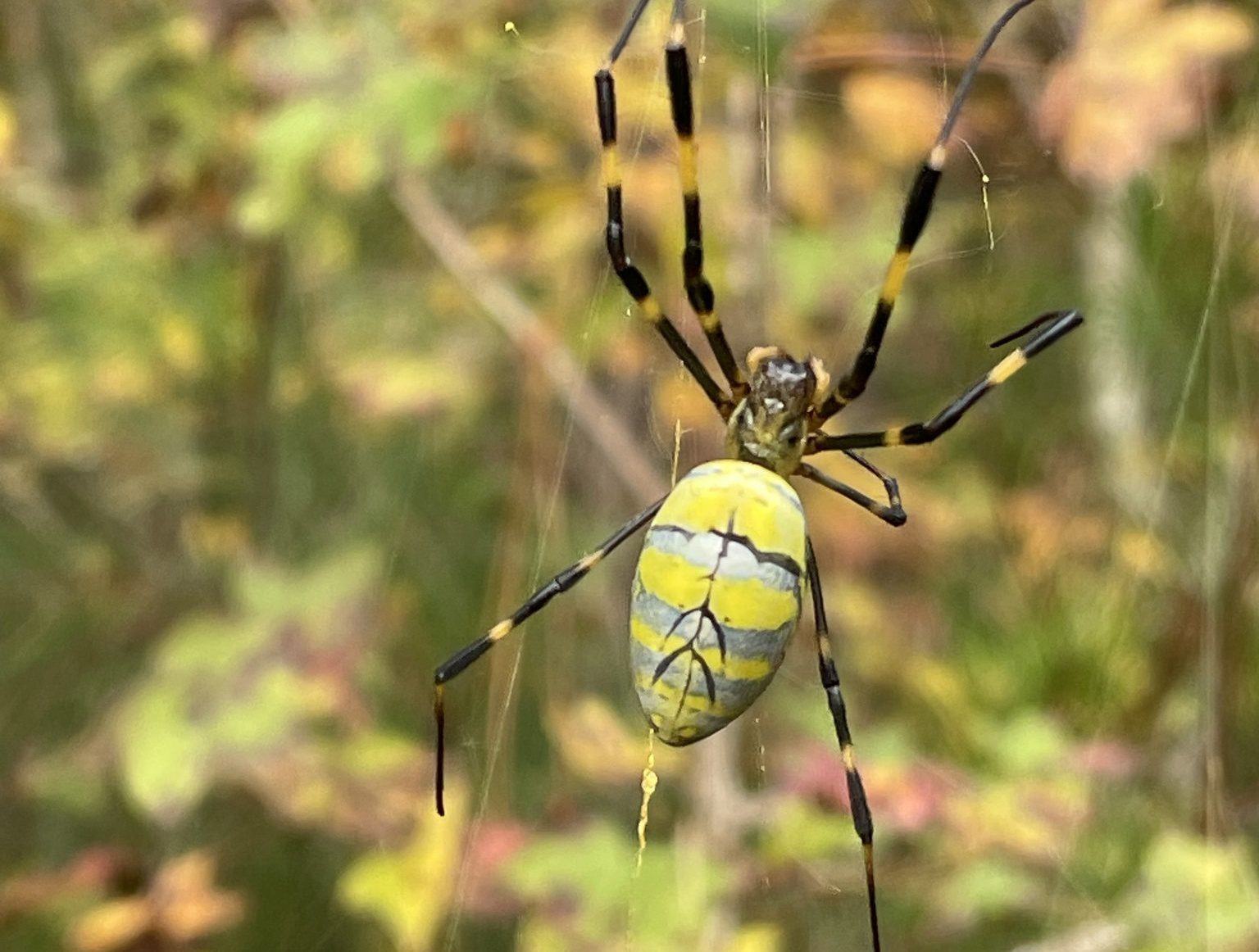 Joro Spider (credit: Pam Overmyer)