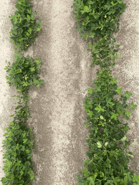 Tomato Spotted Wilt Virus in Peanuts