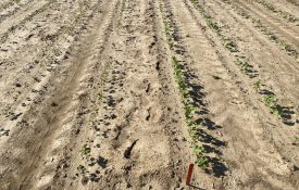 Cotton trial on controlling thrips