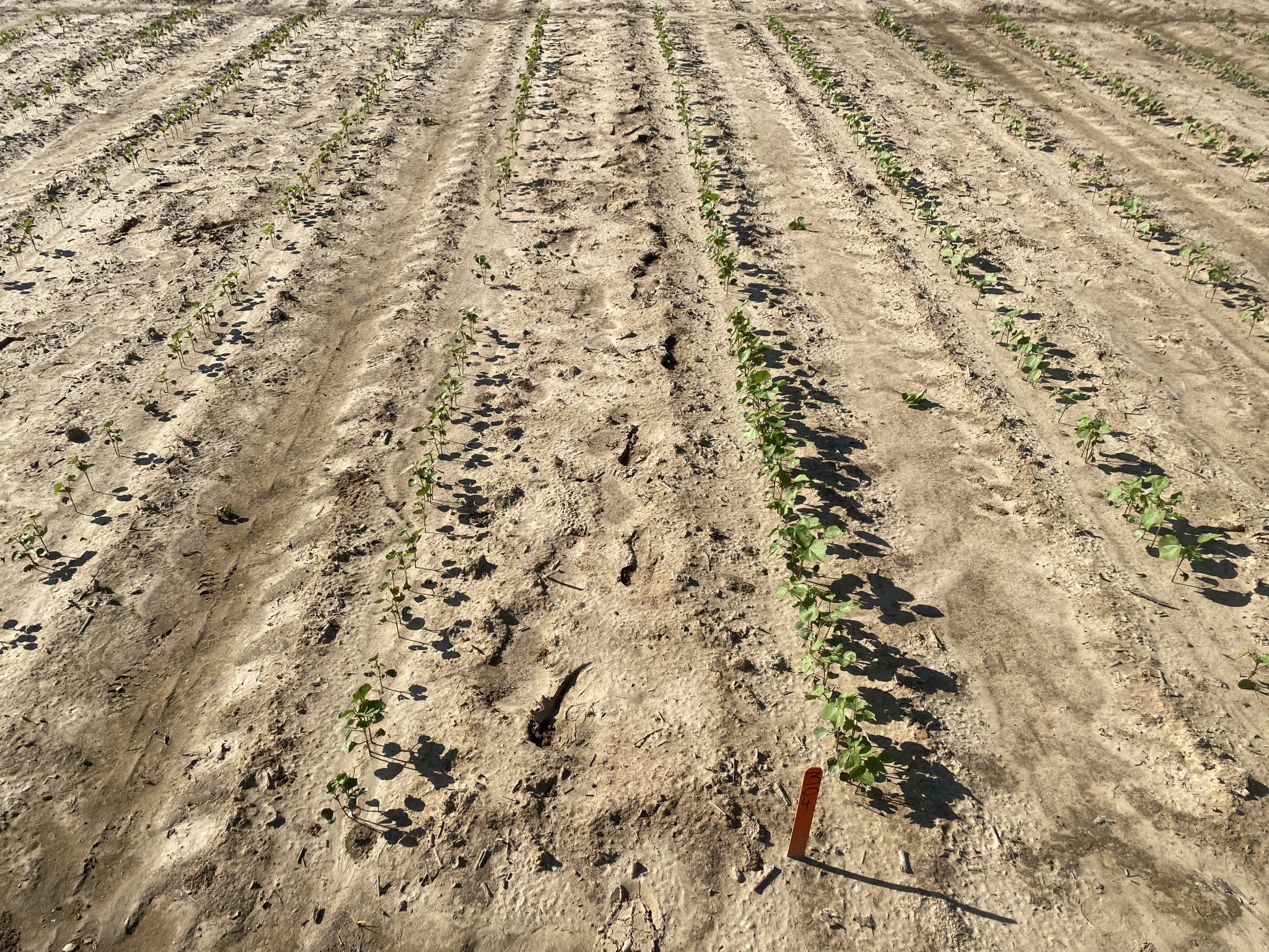 Cotton trial on controlling thrips