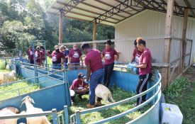 Alabama A&M students working with goats