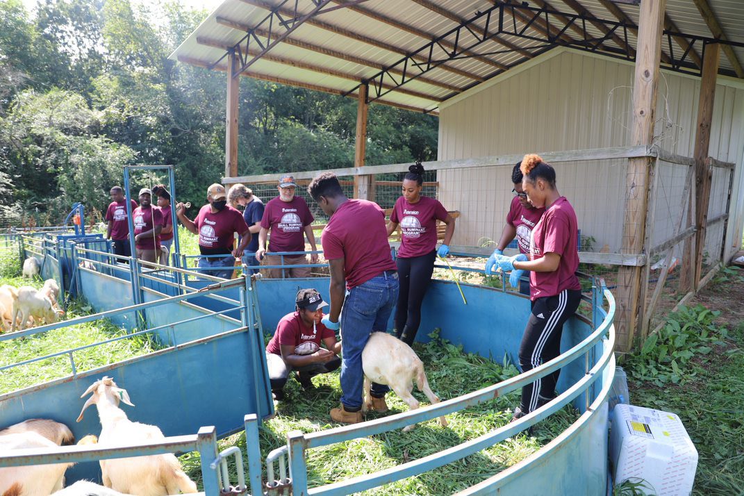 Alabama A&M students working with goats