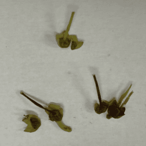 Figure 7. Cut blueberry flower buds showing a healthy bud (on top) and cold damaged necrotic buds (lowermost).